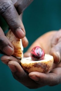 Nutmeg 