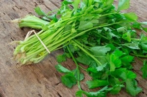 coriander 