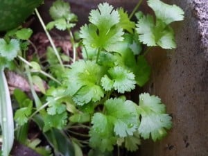 coriander