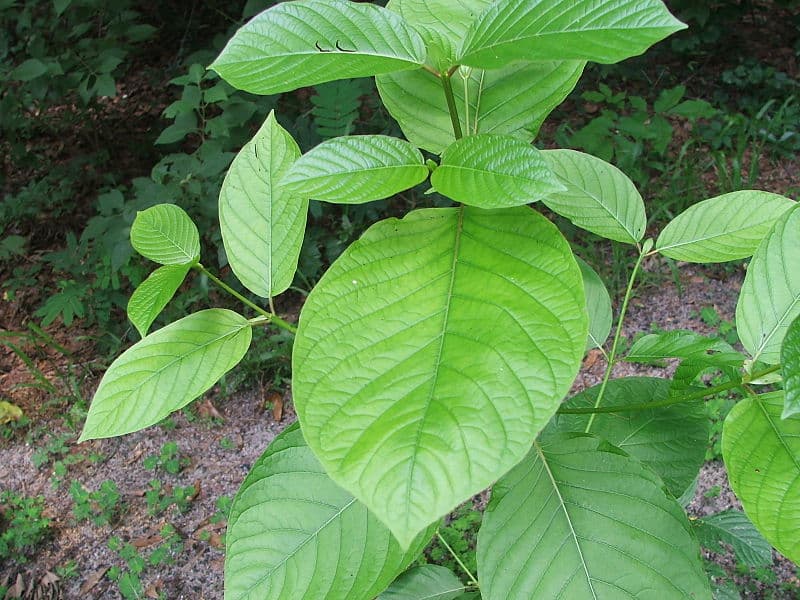 Kratom Mitragyna Speciosa