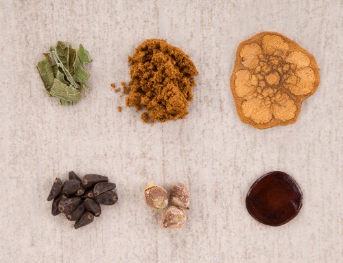 The Pharmacology of Psychedelic Plant Medicines