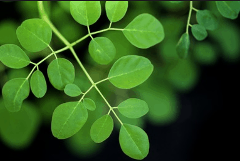 Moringa Benefits